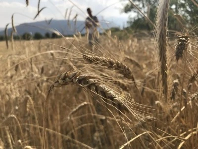D&uuml;nya tahıl arzında rekor beklenti: 3 milyar tonu ge&ccedil;ebilir