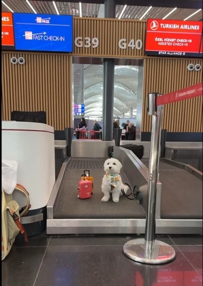 D&uuml;nya turundaki k&ouml;pek  &lsquo;Tofu&rsquo; İstanbul Havalimanı&rsquo;nda