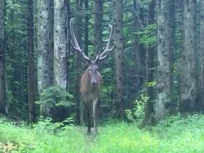 D&uuml;nya &uuml;st&uuml;ndeki en b&uuml;y&uuml;k geyik t&uuml;r&uuml; Bursa'da g&ouml;r&uuml;nt&uuml;lendi