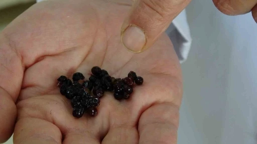 D&uuml;nyada en &ccedil;ok g&ouml;r&uuml;len kanserlerden kolon kanserine yeni bir &ccedil;are: Kara m&uuml;rver meyvesi
