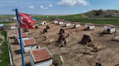 D&uuml;nyada eşi benzeri bulunmayan Kangallara Ortadoğu &uuml;lkeleri talip oldu
