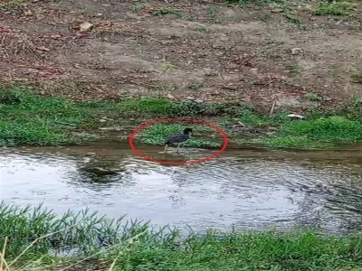 D&uuml;nyada nadir g&ouml;r&uuml;len karaleylek Bursa'da g&ouml;r&uuml;nt&uuml;lendi