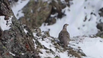 D&uuml;nyada nesli t&uuml;kenmekte olan Ur kekliği İspir&rsquo;de g&ouml;r&uuml;nt&uuml;lendi
