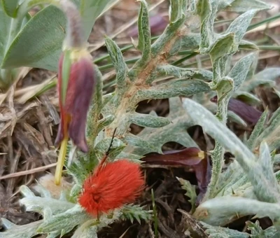 D&uuml;nyada sadece bu b&ouml;lgede g&ouml;r&uuml;l&uuml;yor: İki endemik t&uuml;r aynı karede
