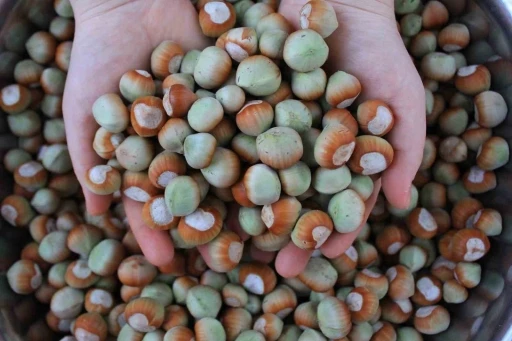 D&uuml;nyadaki b&uuml;y&uuml;k alıcıların talebi fındığa değer kattı
