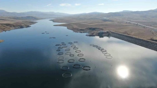 D&uuml;nyaya pazarlanan somonlar, denize kıyısı olmayan Sivas&rsquo;ta olgunlaşıyor
