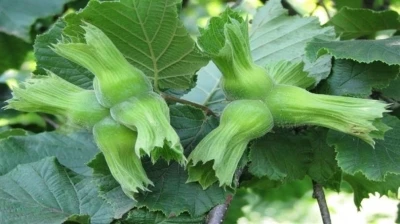 D&uuml;zce&rsquo;de AB &uuml;lkelerine 11 bin 71 ton g&ouml;nderildi
