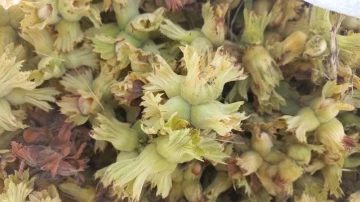 D&uuml;zce&rsquo;de yedi ayda 7 bin 47 ton fındık ihra&ccedil; edildi
