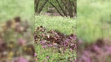 D&uuml;zce'de fındık bah&ccedil;esine giren karacalar cep telefonuyla g&ouml;r&uuml;nt&uuml;lendi