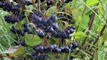 Edirne'de "s&uuml;per meyve" aronyanın hasadına başlandı