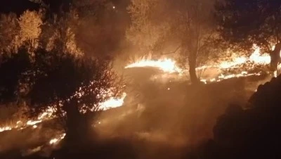 Edremit&rsquo;te zeytinlik alanda &ccedil;ıkan yangın kontrol altına alındı