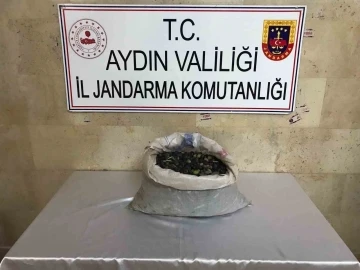 Efeler&rsquo;de bir bah&ccedil;eden 300 kilo zeytin &ccedil;alındı
