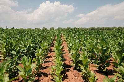 Ege&rsquo;den T&uuml;t&uuml;nde 1 Milyar Dolarlık İhracat