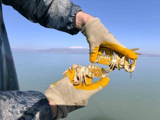 Eğirdir G&ouml;l&uuml;&rsquo;nde ka&ccedil;ak 350 Kerevit Pinteri ele ge&ccedil;irildi
