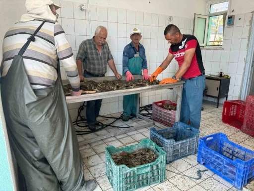 Eğirdir G&ouml;l&uuml;&rsquo;nde kerevit bereketi, 498 ton &uuml;retimle y&uuml;zler g&uuml;ld&uuml;
