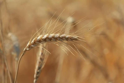 Ekmek&ccedil;iler makarnacılara g&ouml;re karlı bir hafta ge&ccedil;irdi