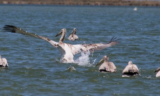 EKODOS Azap G&ouml;l&uuml;&rsquo;n&uuml;n şansı, tepeli pelikanlara dikkat &ccedil;ekti
