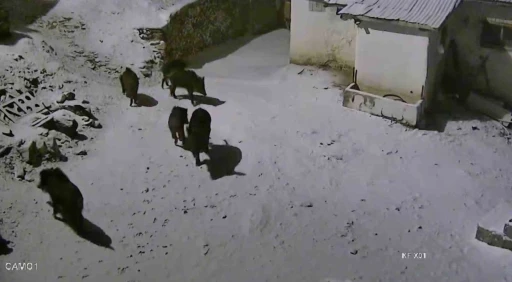Elazığ&rsquo;da a&ccedil; kalan domuz s&uuml;r&uuml;s&uuml; yerleşim yerine indi: O anlar kamerada
