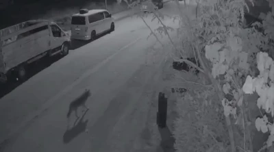 Elazığ&rsquo;da a&ccedil; kalan kurt, şehir merkezine indi
