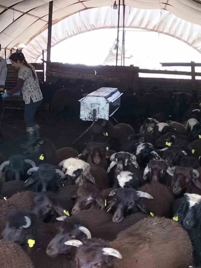 Elazığ&rsquo;da aşılama ve k&uuml;peleme &ccedil;alışmaları s&uuml;r&uuml;yor
