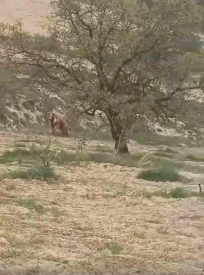 Elazığ&rsquo;da ayı &uuml;z&uuml;m bağlarına dadandı
