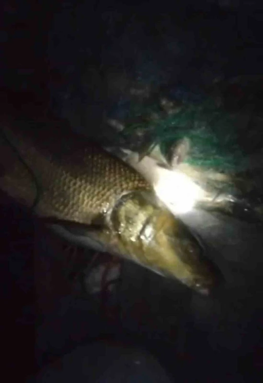 Elazığ&rsquo;da balık&ccedil;ının ağına 30 kiloluk Turna balığı takıldı
