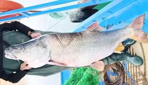 Elazığ&rsquo;da balık&ccedil;ının ağına 46 kiloluk turna balığı takıldı
