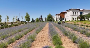 Elazığ&rsquo;da gen&ccedil;lerden lavanta yatırımı: 3 yılda 1,5 ton hasat başarısı
