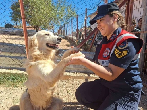 Elazığ&rsquo;da jandarma ekipleri, sokak hayvanlarını unutmadı
