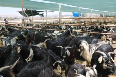 Elazığ&rsquo;da kurban satış ve kesim alanı belirlendi

