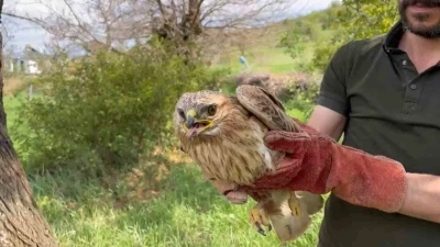 Elazığ&rsquo;da yaralı halde bulunan şahin ekiplere teslim edildi
