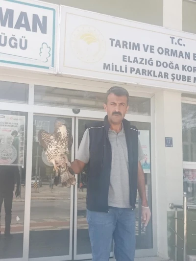 Elazığ&rsquo;da yaralı şahin tedavi altına alındı
