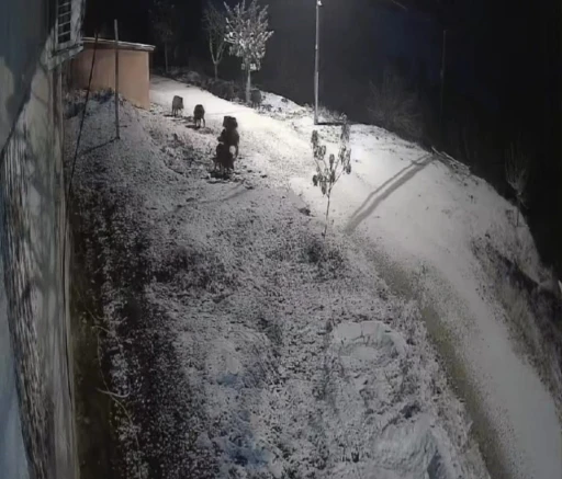 Elazığ&rsquo;da yiyecek arayan domuz s&uuml;r&uuml;s&uuml; kameraya yansıdı
