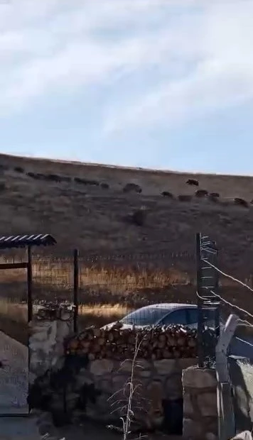 Elazığ&rsquo;ın y&uuml;ksek kesimlerinde domuz s&uuml;r&uuml;leri g&ouml;r&uuml;ld&uuml;
