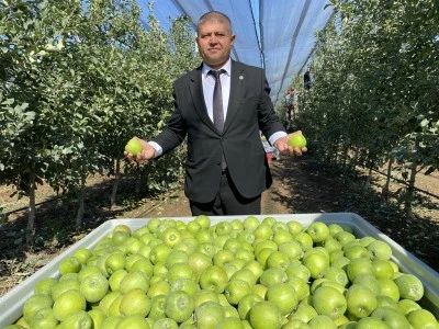 Elma hasadı başladı; Rekolte beklentisi 1 milyon 250 bin ton