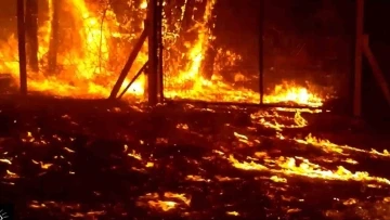 En b&uuml;y&uuml;k orman yangınından ka&ccedil;mışlardı, geri d&ouml;n&uuml;yorlar
