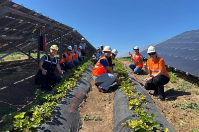 Enerjisa &Uuml;retim Agrivoltaik Tarım Uygulamaları ile 5 Ton Hasat Yaptı