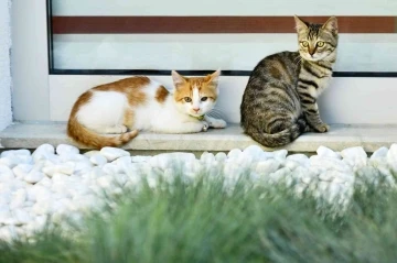 Engelsiz &Ccedil;ocuk G&uuml;nd&uuml;z Bakımevi&rsquo;ne kayıtlar devam ediyor
