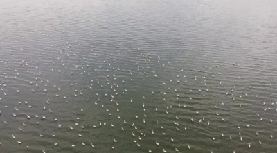 Er&ccedil;ek G&ouml;l&uuml;&rsquo;n&uuml;n narin misafirleri flamingolar gelmeye başladı
