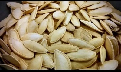 Erciyes&rsquo;in eteklerinde kabak &ccedil;ekirdeği ekim sezonu başladı
