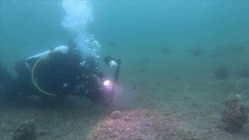 Erdek K&ouml;rfezi'nde "denizlerin doğal filtresi" gen&ccedil; pinalara rastlandı