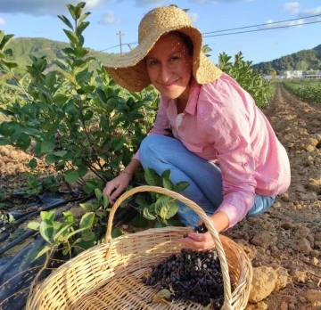 Erdek&rsquo;te &rsquo;aronya&rsquo; &uuml;retimi başladı
