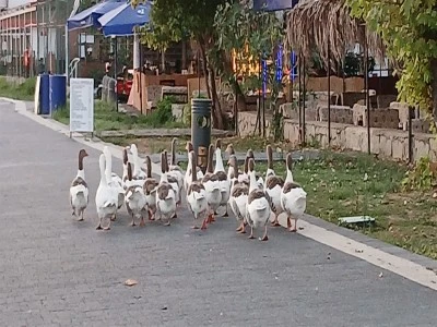 Erdek'te denize giren kazlar şikayet &uuml;zerine k&uuml;mese kapatılmıştı: Kazlara şartlı tahliye geldi