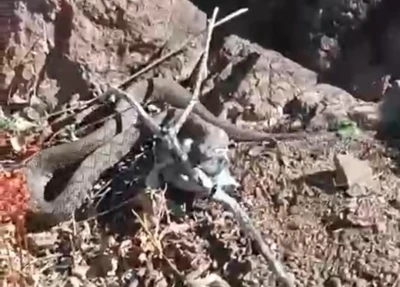 Erek Dağı&rsquo;nda zehirli radde engereği g&ouml;r&uuml;nt&uuml;lendi
