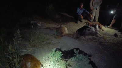 Erzin'de sanayi b&ouml;lgesinden ge&ccedil;en dereden su i&ccedil;en 65 koyun &ouml;ld&uuml;