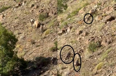 Erzincan&rsquo;da anne ayı ve 3 yavrusu g&ouml;r&uuml;nt&uuml;lendi
