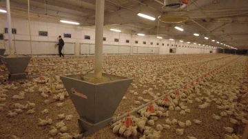Erzincan&rsquo;da broiler sekt&ouml;r&uuml; gelişiyor
