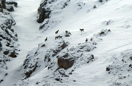 Erzincan&rsquo;da drone yaban hayatını tehdit ediyor
