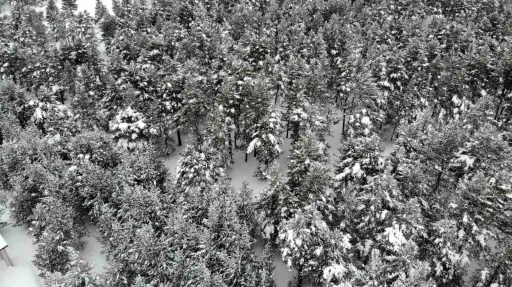 Erzincan&rsquo;da karla kaplanan sarı&ccedil;am ormanları g&ouml;rsel ş&ouml;len sunuyor
