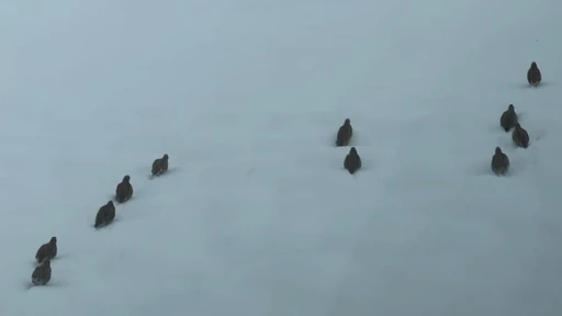 Erzincan&rsquo;da keklik ve tavşan avı yasaklandı
